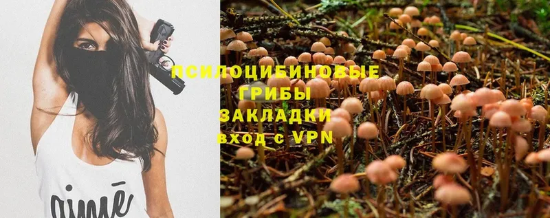 Галлюциногенные грибы Psilocybe  купить наркотики сайты  Агидель 